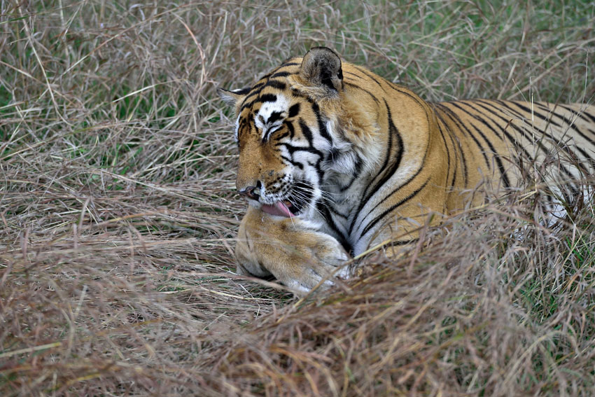 A tiger at the Ranthambore National Park in India.