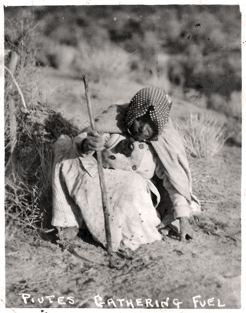 A Piaute woman in South Utah gathering fuel. 