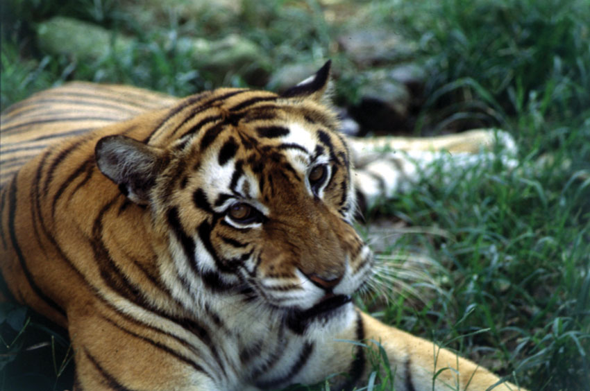 Tiger (Incredible India)