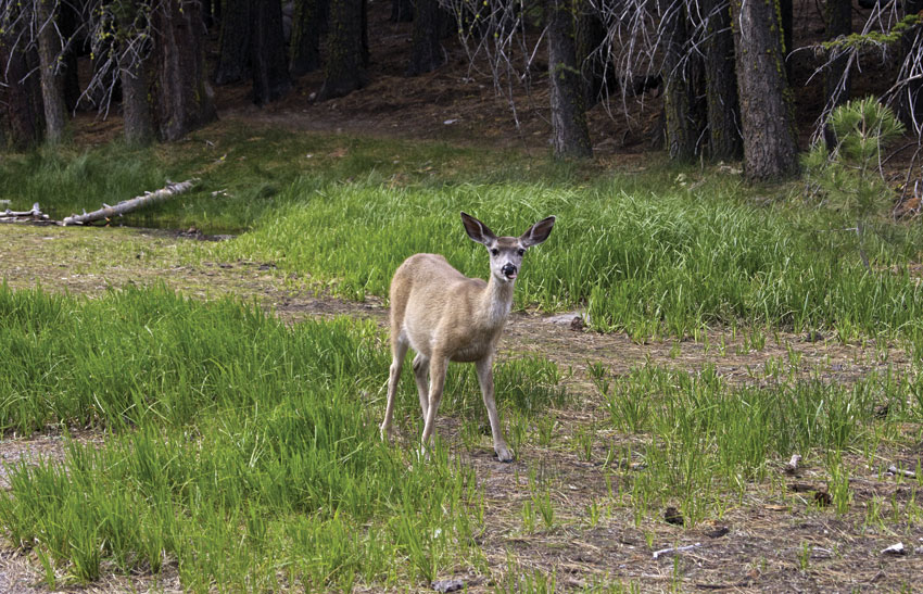 A surprise visit by a deer frolicking in the blanket of the vivid wildflowers is a very special treat. 