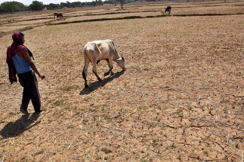 A farmer herds his cattle in a parched field on a hot summer day in Ranchi, Jharkhand, April 26. (Press Trust of India) 