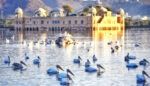 A beautiful shot of Great White Pelicans at the Man Sagar Lake in Jaipur, Rajasthan, India. (All Photos: APH Images)