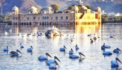 A beautiful shot of Great White Pelicans at the Man Sagar Lake in Jaipur, Rajasthan, India. (All Photos: APH Images)
